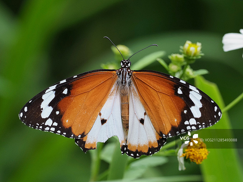 近距离的棕色平原虎(Danaus chrysippus)蝴蝶图片素材