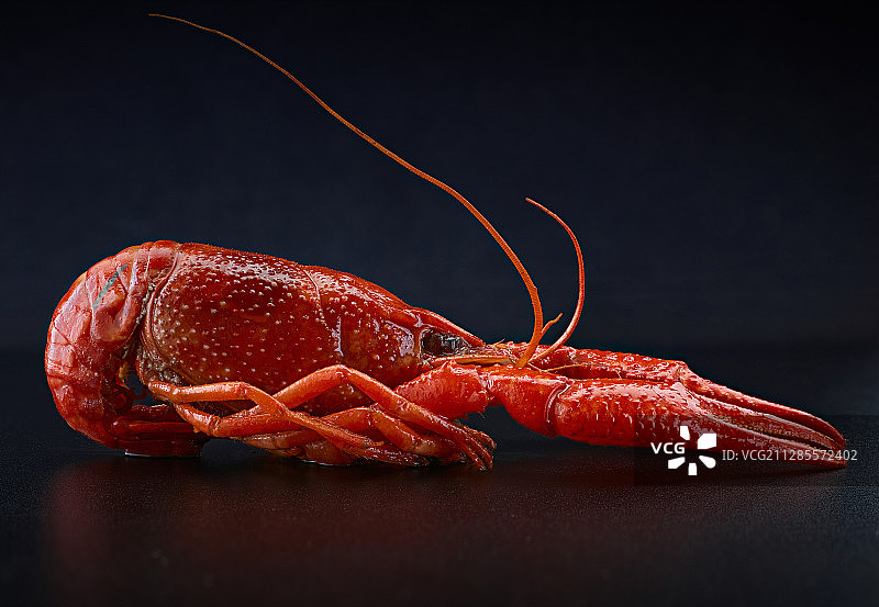 单只麻辣小龙虾-美食肖像图片素材
