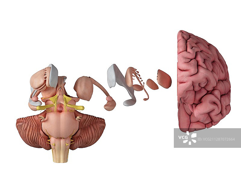 大脑解剖学图解图片素材