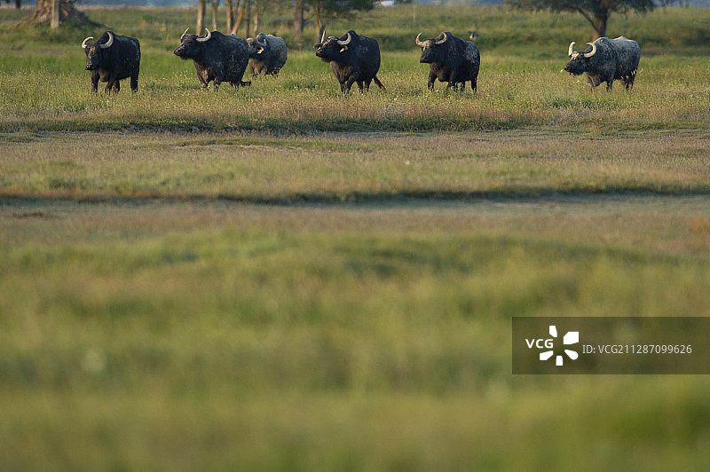 一群水牛，Bubalus bubalis，在Pusztaszer保护区，匈牙利基斯昆萨吉图片素材