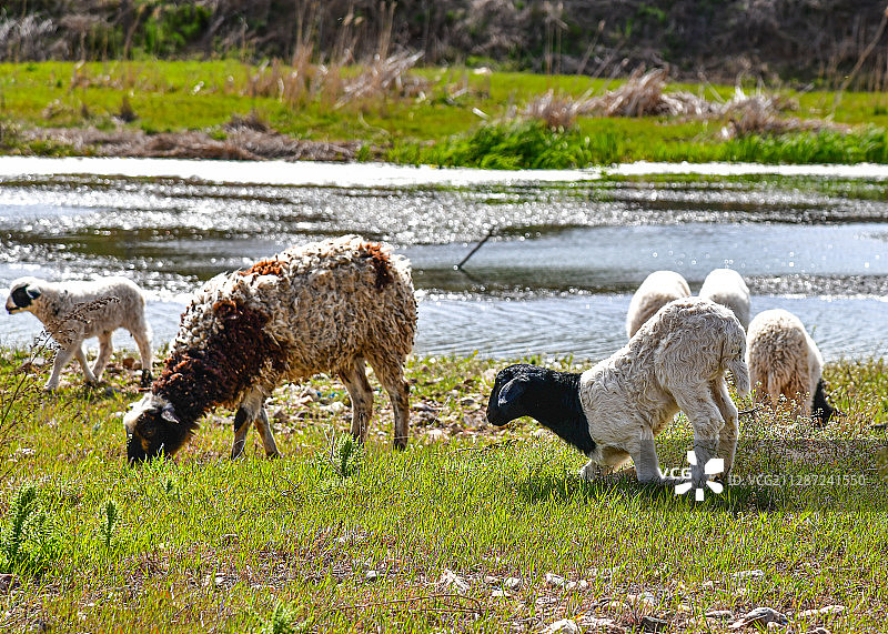 河边的羊群图片素材