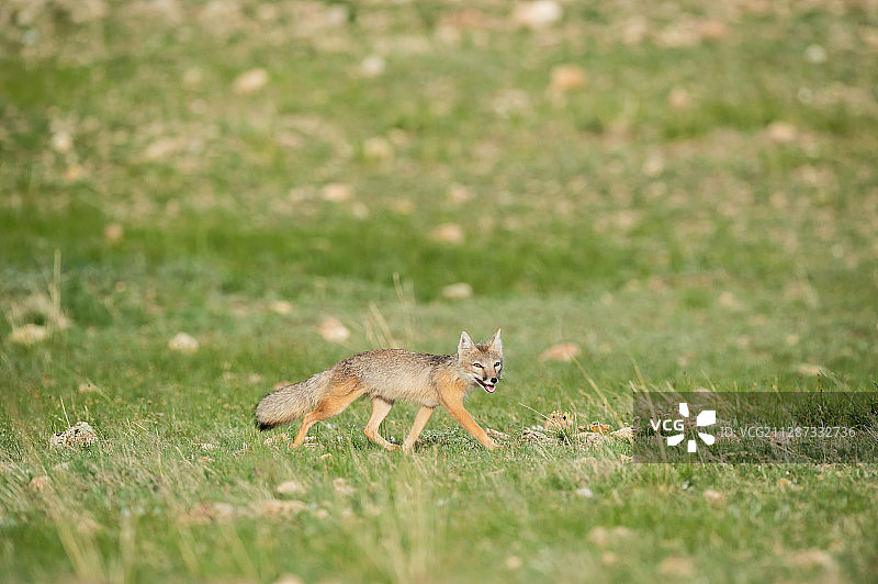在草原生活的狐狸图片素材