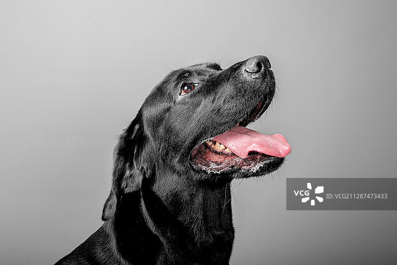 黑色拉布拉多犬图片素材