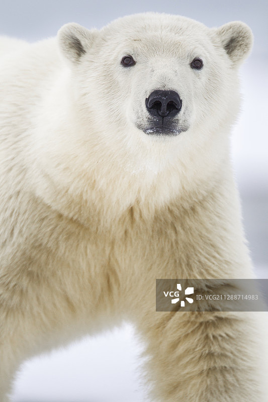 北极熊的肖像图片素材