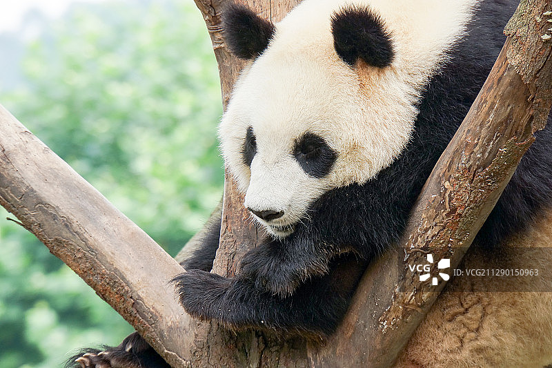 可爱的大熊猫图片素材