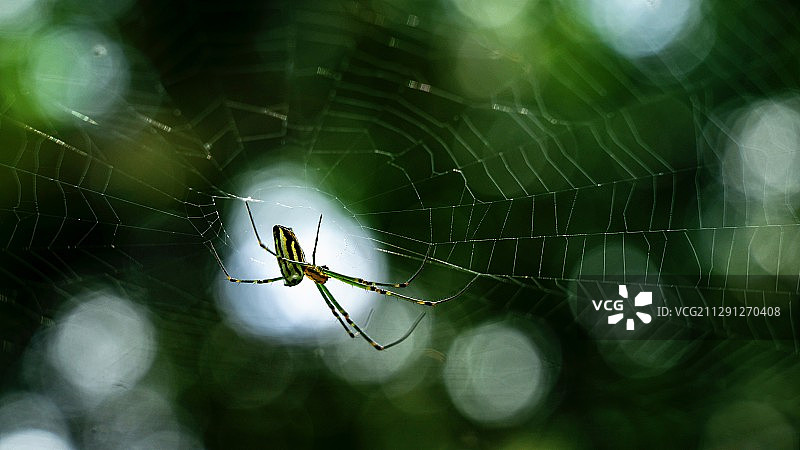 Spider and its web图片素材
