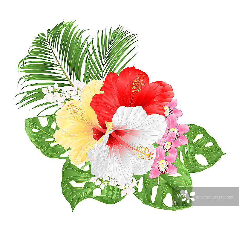 热带木槿，白色，黄色，红色和兰花图片素材