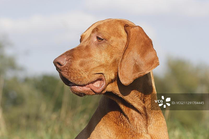 雄性马扎尔维兹拉犬，16个月，德国北莱茵威斯特法伦州，欧洲图片素材