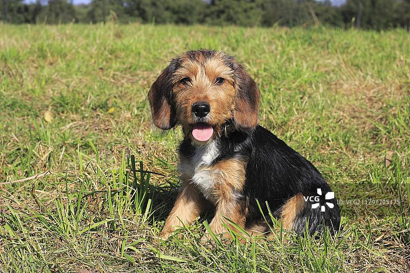 比格尔混血犬，母狗，15周图片素材