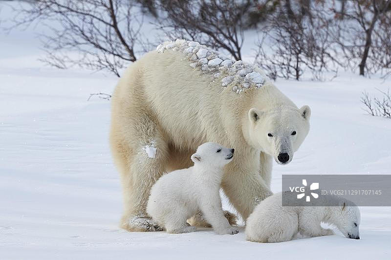 北极熊妈妈带着两只刚出生的小动物在雪地里，瓦普斯克国家公园，马尼托巴，加拿大，北美图片素材