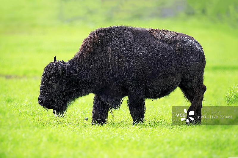 成年美洲野牛，觅食，阿拉斯加野生动物保护中心，安克雷奇，阿拉斯加，美国，北美图片素材
