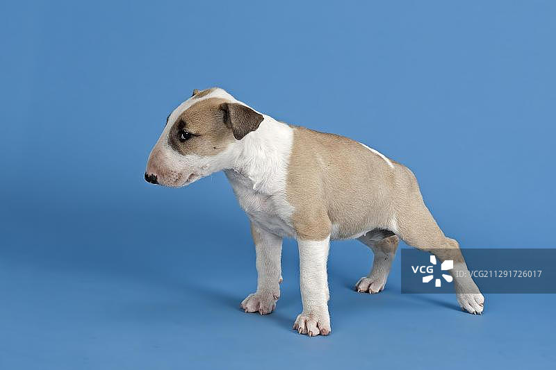 斗牛梗幼犬，6周，红色和白色带斑纹图片素材