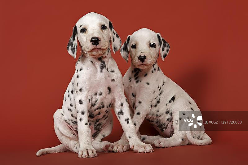 两只斑点狗幼犬，6周图片素材