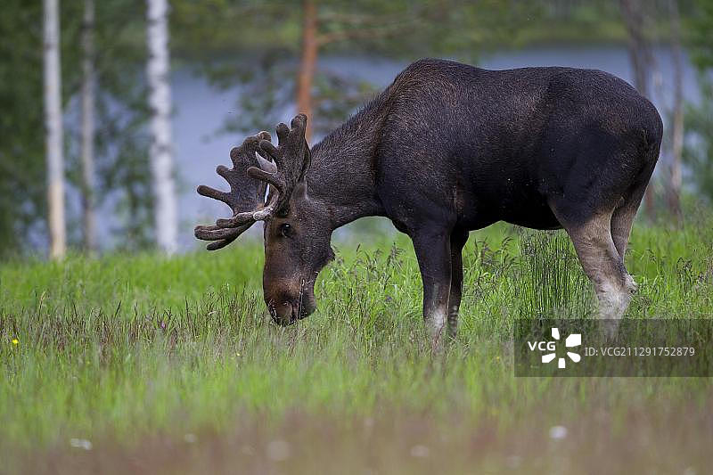欧亚大陆的麋鹿或驼鹿，放牧公牛，拉普兰，瑞典，欧洲图片素材