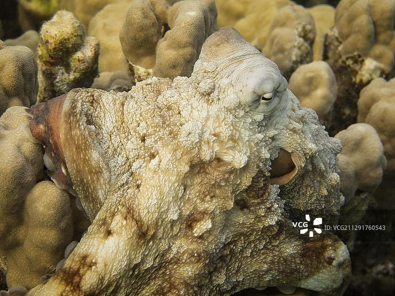 礁章鱼(章鱼蓝藻)，红树林湾，红海，埃及，非洲图片素材