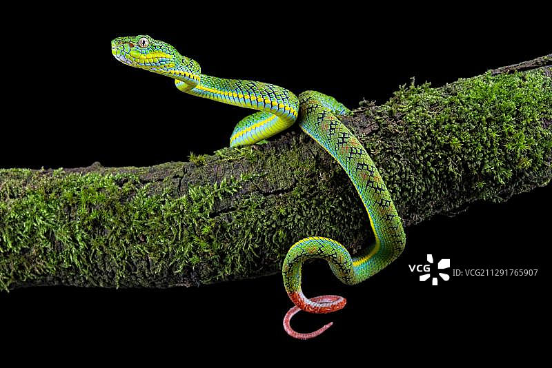 巴拉望蝮蛇(Parias schultzei)枝上，幼年，巴拉望特有种，菲律宾，亚洲图片素材