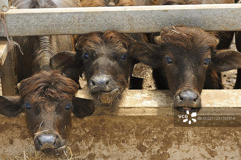 水牛，水牛奶牛牧场，坎帕尼亚地区，意大利南部，意大利，欧洲图片素材