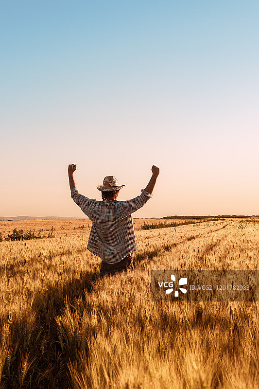 骄傲快乐胜利的小麦农民举起双手，诺维萨德，塞尔维亚图片素材