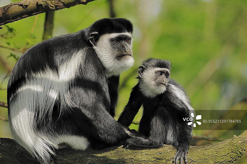 灰猴，有毛灰猴或黑白疣猴(灰猴疣猴)，雌性带幼，非洲物种，圈养，荷兰，欧洲图片素材