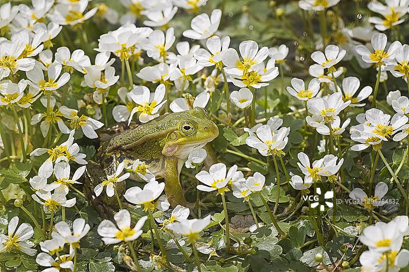 常见的水蛙或食用蛙(水蛙，水蛙，蛙蛙或蛙蛙)，被白花包围，产自欧洲奥地利图片素材