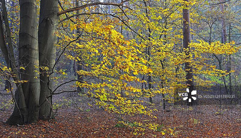 秋天的彩色山毛榉树(Fagus)，布里塞托自然保护区，勃兰登堡，德国，欧洲图片素材