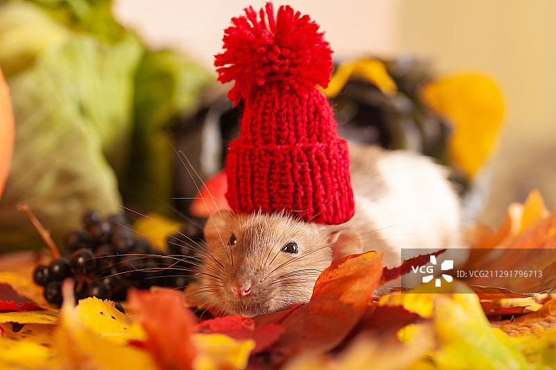 老鼠戴着红色针织帽的特写图片素材