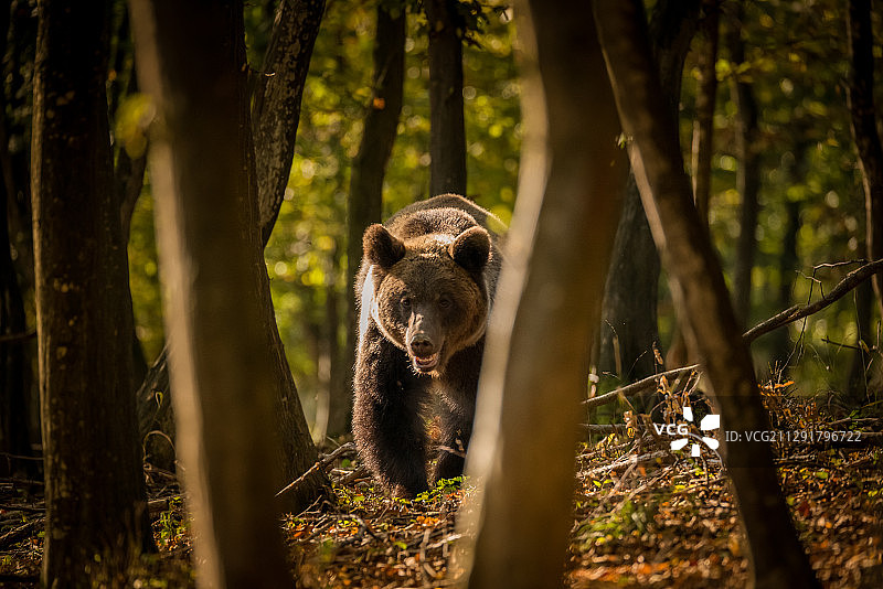 罗马尼亚森林里的棕熊图片素材