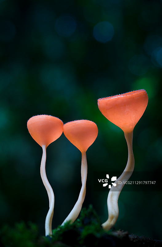 森林中三个蘑菇的特写图片素材