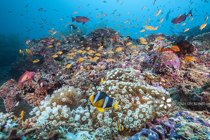 2020年3月2日，马尔代夫，南马累环礁，克拉基角闪鱼海葵鱼图片素材