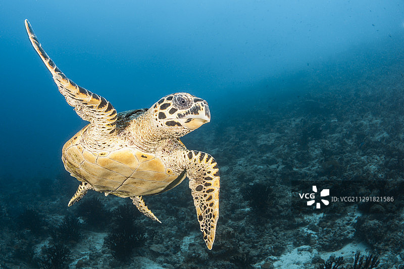 玳瑁海龟，Eretmochelys imbricata，南雄环礁，印度洋，马尔代夫- 2020年2月3日图片素材