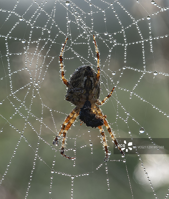 一个蜘蛛和蜘蛛网的特写图片素材