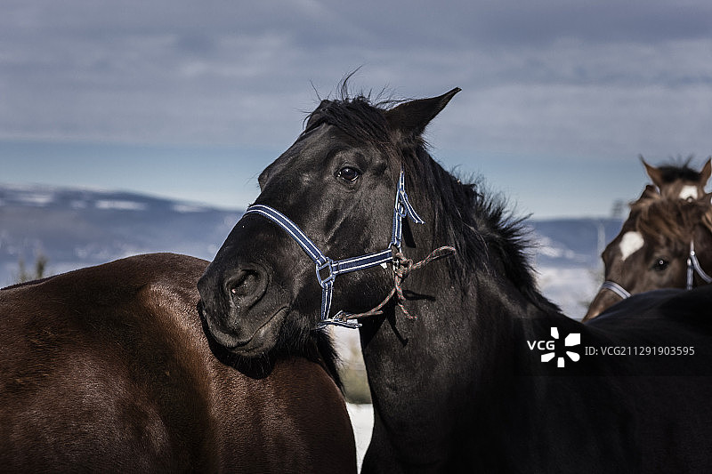 冬天的三匹棕色的马，Zencani，罗马尼亚图片素材