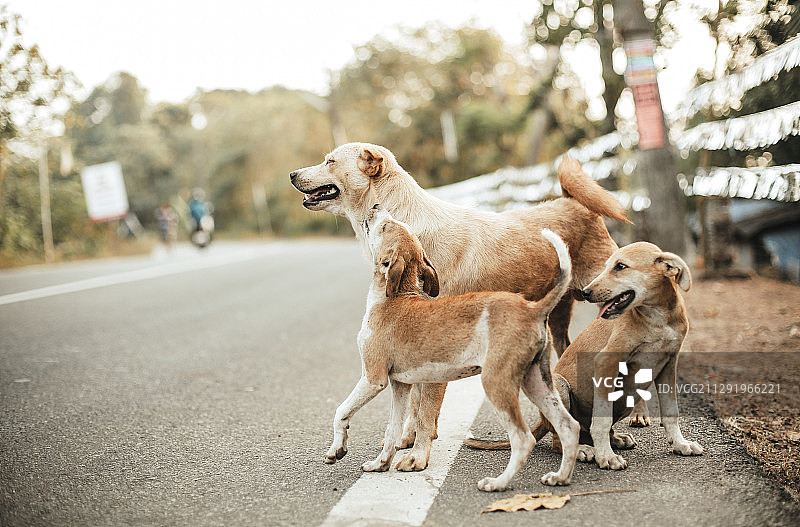 三条狗在路上图片素材