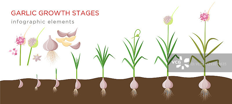 大蒜植物生长阶段从事迹大蒜图片素材