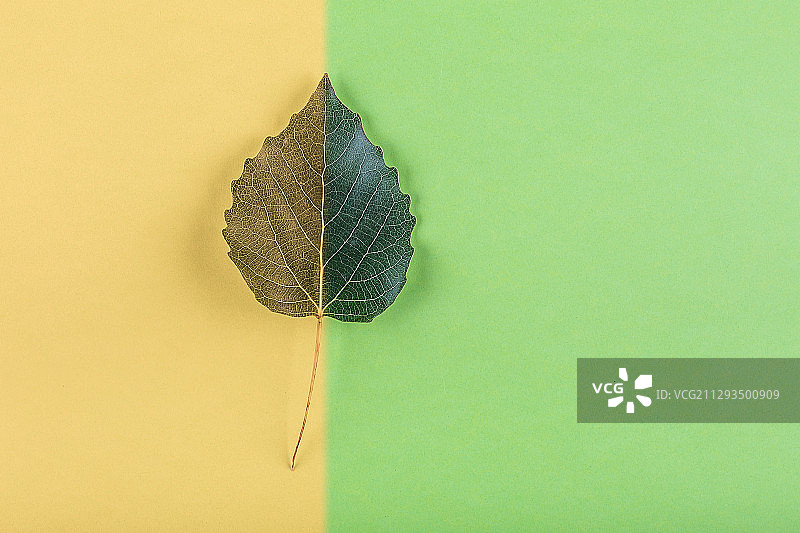 树叶的颜色体现季节交替，季节变化创意图片。图片素材