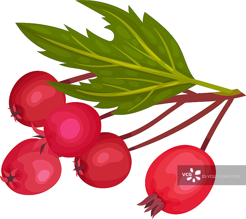 山楂浆果枝，簇红圆图片素材