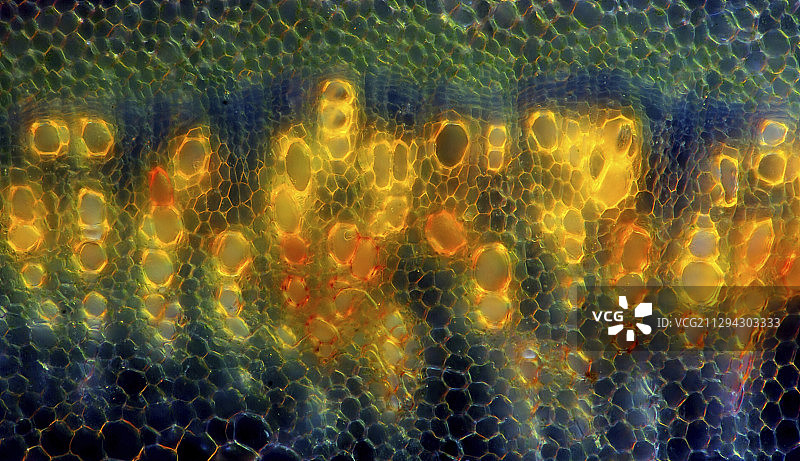 罗勒茎，光显微摄影图片素材