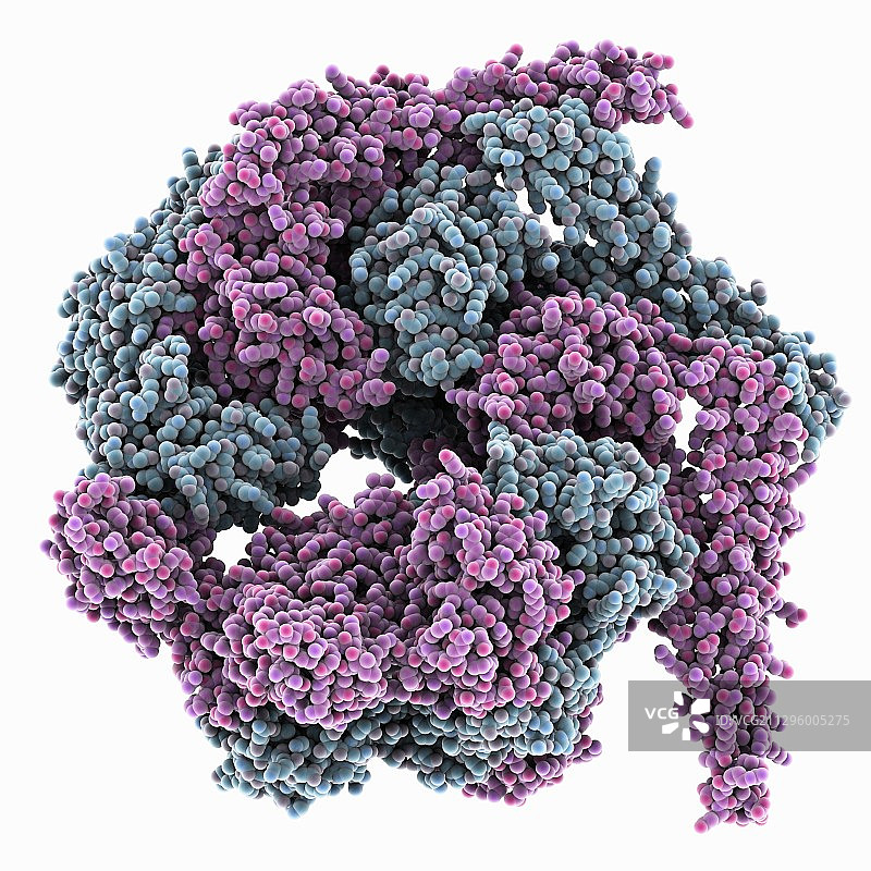 酵母热休克蛋白104，分子模型图片素材