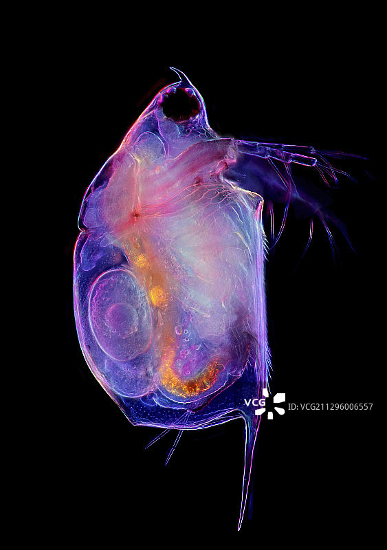 水蚤带卵，光学显微镜图片素材