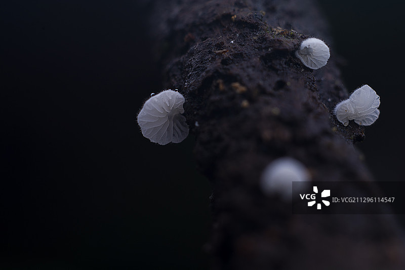 菌类 蘑菇图片素材