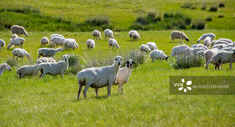 一羊群在牧场上悠闲的吃草图片素材