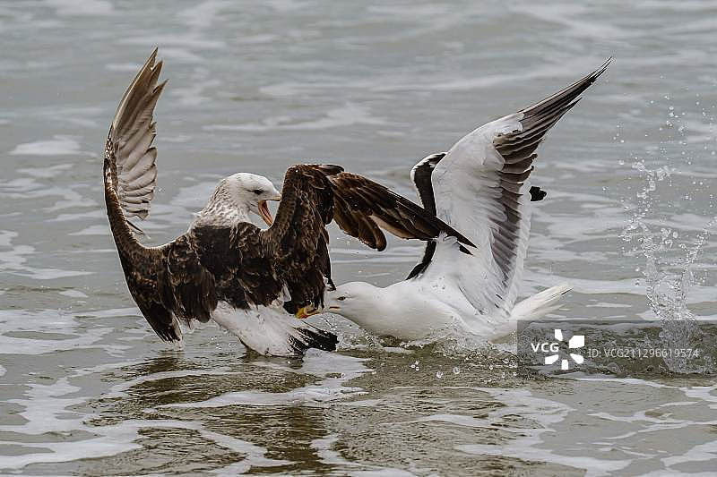 两只海带海鸥在湖里打架图片素材