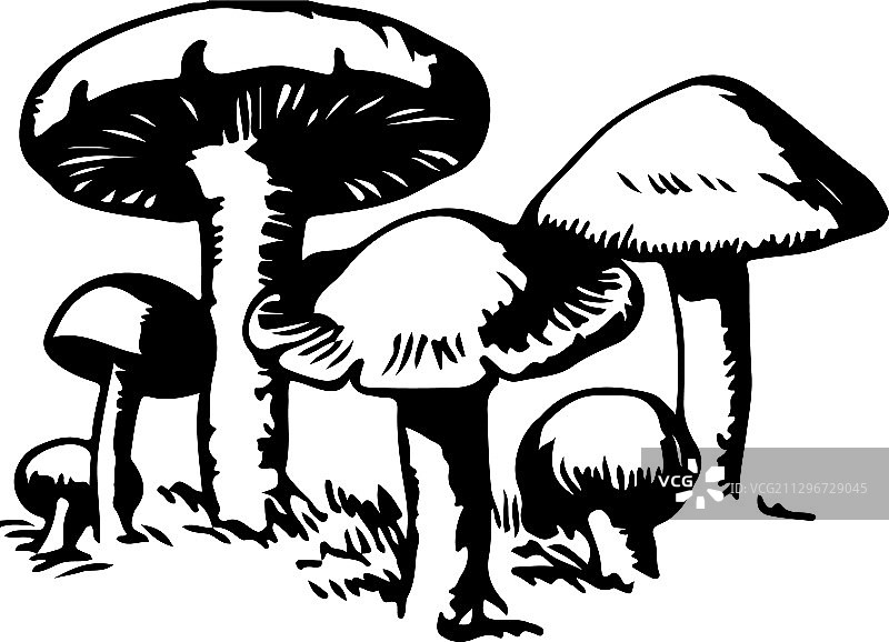 蘑菇图标孤立在背景上图片素材