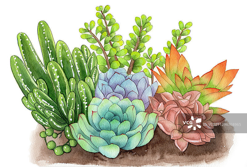 手绘水彩多肉组合群生老桩植物插画图片素材