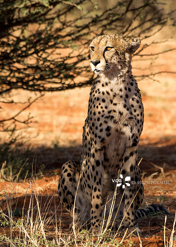 印度豹坐在田野上的肖像，Kathu，南非图片素材