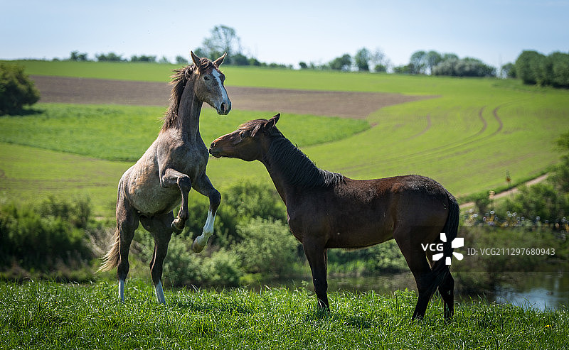 草原上的两匹马，瑞典Glumslv图片素材