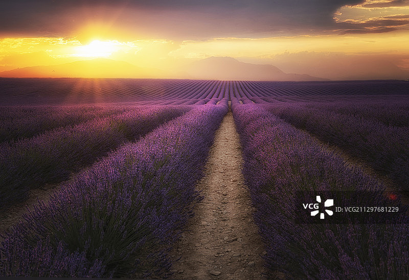 法国瓦伦索，薰衣草田在日落时的风景图片素材