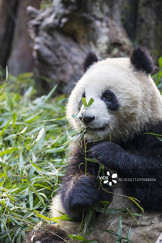成都大熊猫繁育基地里的熊猫图片素材