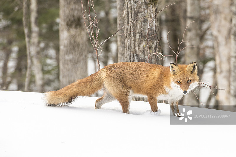 站在雪地上的狐狸的侧视图图片素材