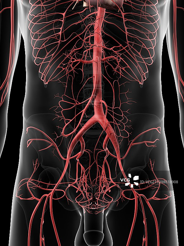 人体腹部动脉，艺术品图片素材